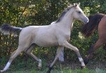 Comanche des Charmes