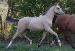 Comanche des Charmes