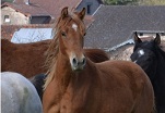 Cshaika des Charmes