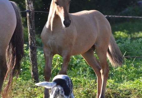 Cyrano des Charmes