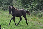 Ebène des Charmes