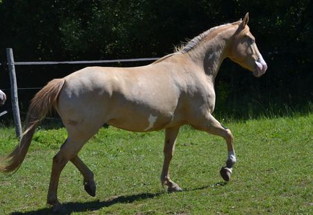 Looksipye