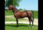 Magdan Tano
