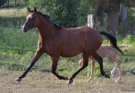 Maissane du Vallois