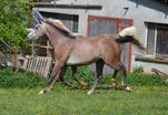 Najir des Charmes