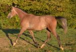 Najir des Charmes