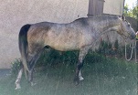 Onyx des Charmes