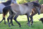 Onyx des Charmes