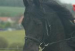 Pegasus III