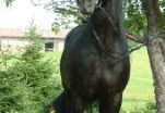 Pegasus III