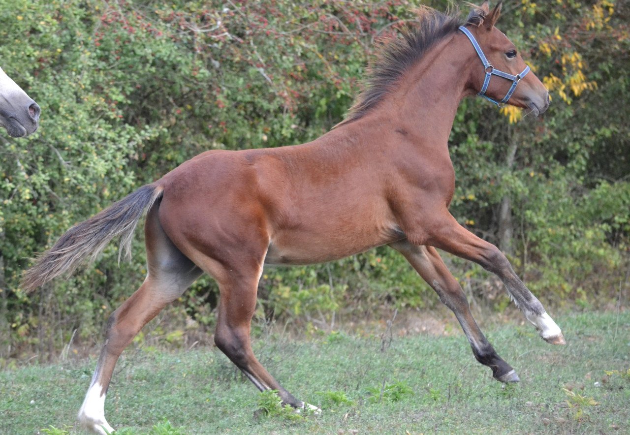 Qamaro des Charmes