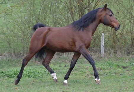 Radjik des Seignes