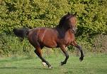 Rully d'Epona