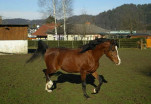 Saphir-133