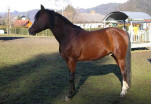 Saphir-133