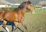Saphir-133