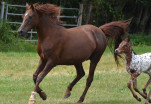 Sheima noor al buraq