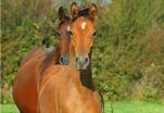 Sirocco des Charmes