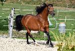 Sirocco des Charmes