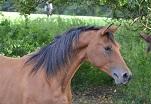 Sirocco des Charmes