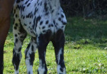 united Touch des Charmes