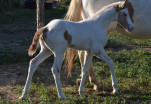 Urceolina des Charmes