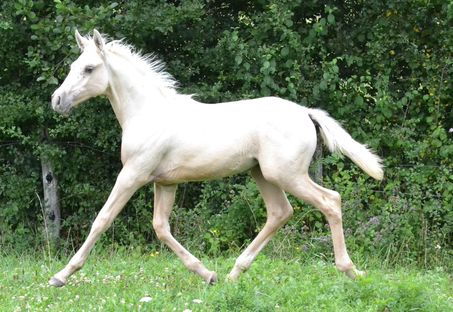 Zayna des Charmes